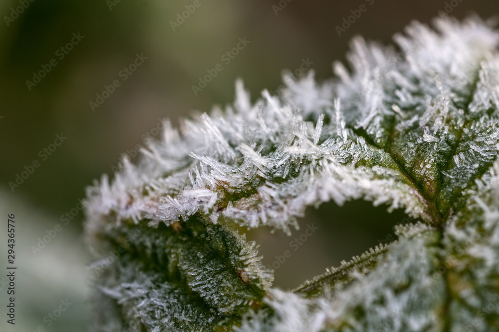 leaf with hoarfrost closeup leaf with hoarfrost closeup