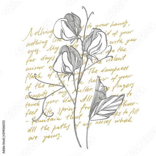 Sweet pea flowers drawing and sketch with line-art on white backgrounds. Botanical plant illustration. Handwritten abstract text