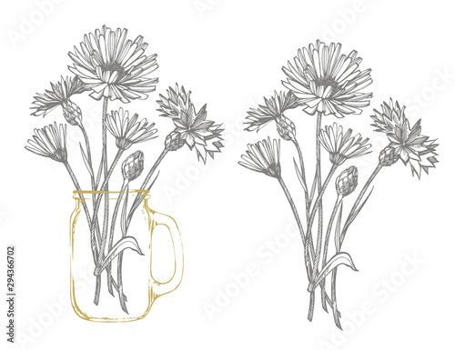 Blue Cornflower Herb or bachelor button flower bouquet isolated on white background. Set of drawing cornflowers, floral elements, hand drawn botanical illustration