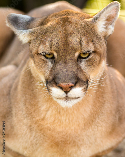 close up portrait of a mountain lion making eye contact