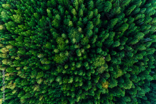 Top view of centuries old Carpathian forest trees, beautiful texture.