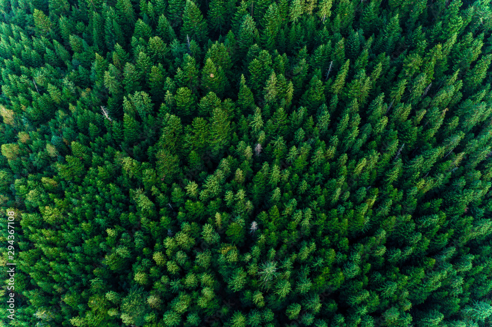 Spruce forest of the Ukrainian Carpathians, top view of picturesque centuries-old trees.
