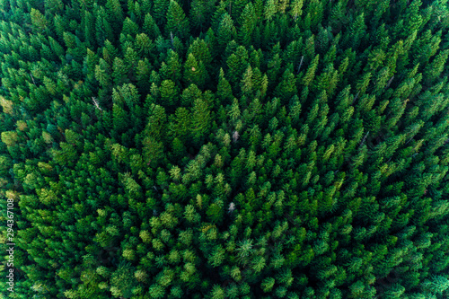 Spruce forest of the Ukrainian Carpathians, top view of picturesque centuries-old trees.