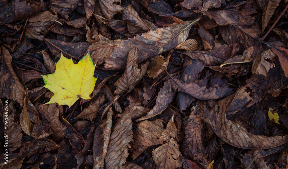 Yellow leaves. There is a place for your text. Free space. Can be used for background, banner, poster, etc.