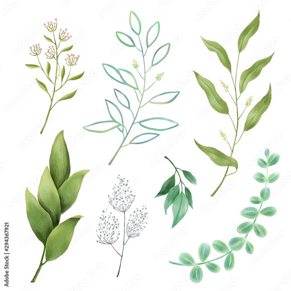 Fototapeta Leaves, herbs, branches watercolor set