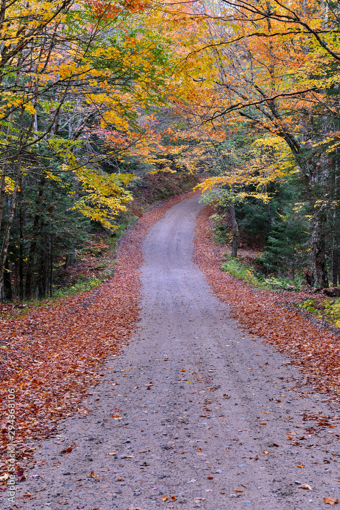 Forest road with autumn foliage with red, orange and yellow fall colors in a Northeast forest, USA