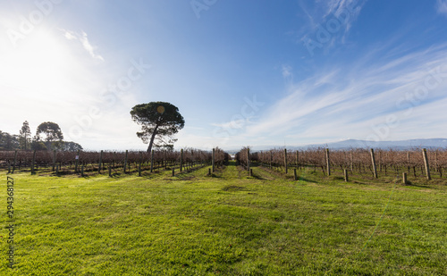 Winery on a cold winter in the Yarra Valley, Victoria, Australia photo