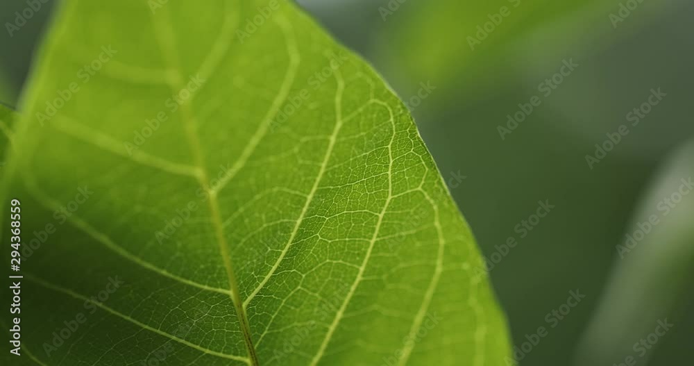 Green leaf pattern Nature Background Green leaf pattern Nature Background