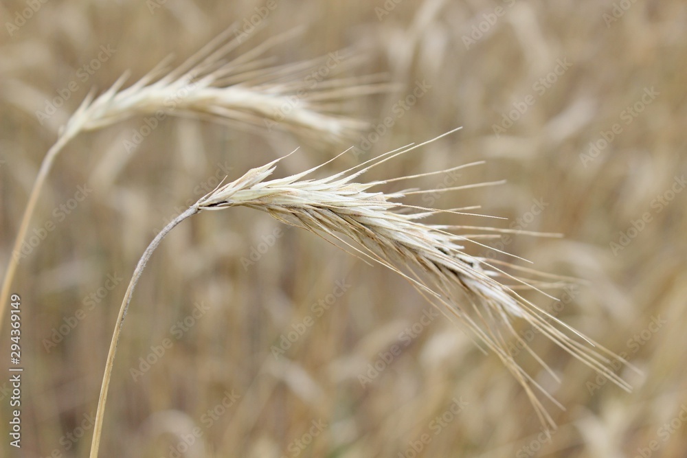 Ripe rye bread rye field ears of wheat Ripe rye bread rye field ears of wheat