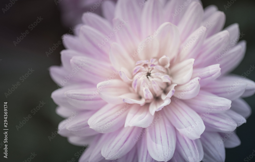 Chrysanthemum flower. Pale pink petals on a dark background. - obrazy, fototapety, plakaty 
