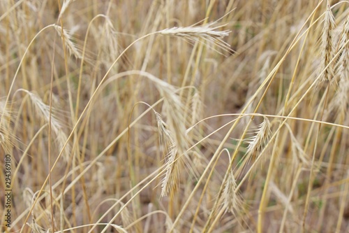 Ripe rye bread rye field ears of wheat © YURY