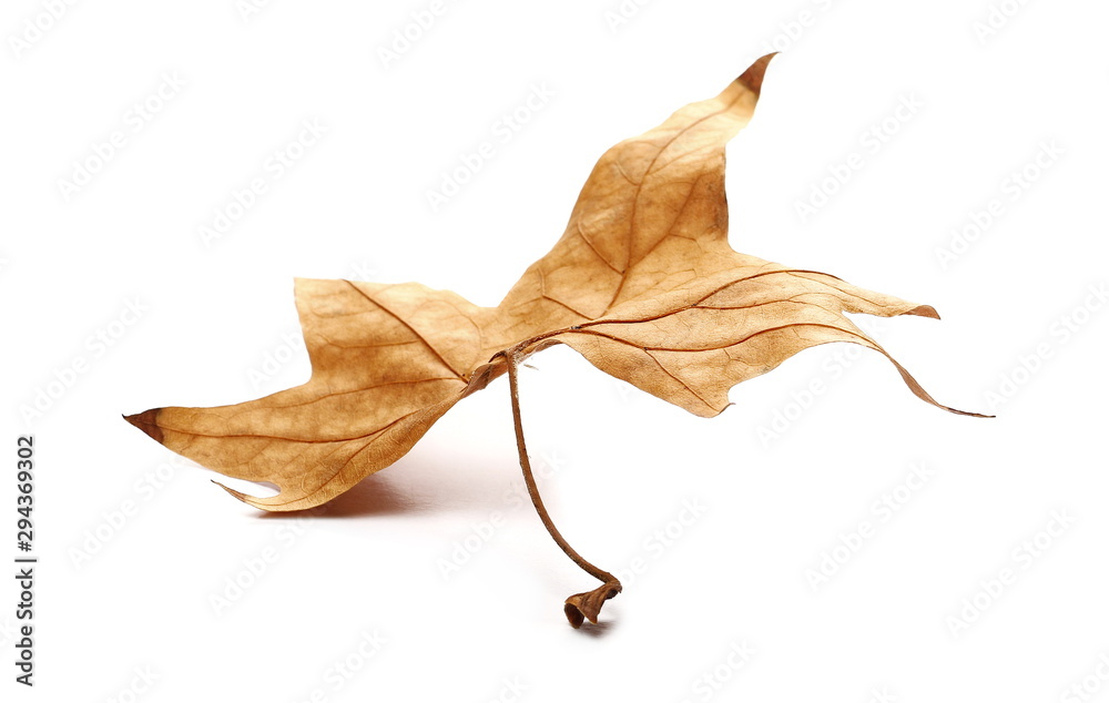 Naklejka premium Dry autumn, fall leaf isolated on white background