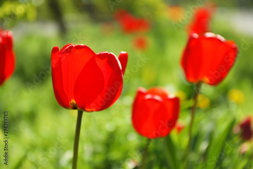 Blossoming tulips outdoors on sunny spring day