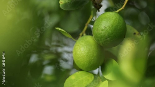 Wallpaper Mural Fresh Green lemon on lemon tree Torontodigital.ca