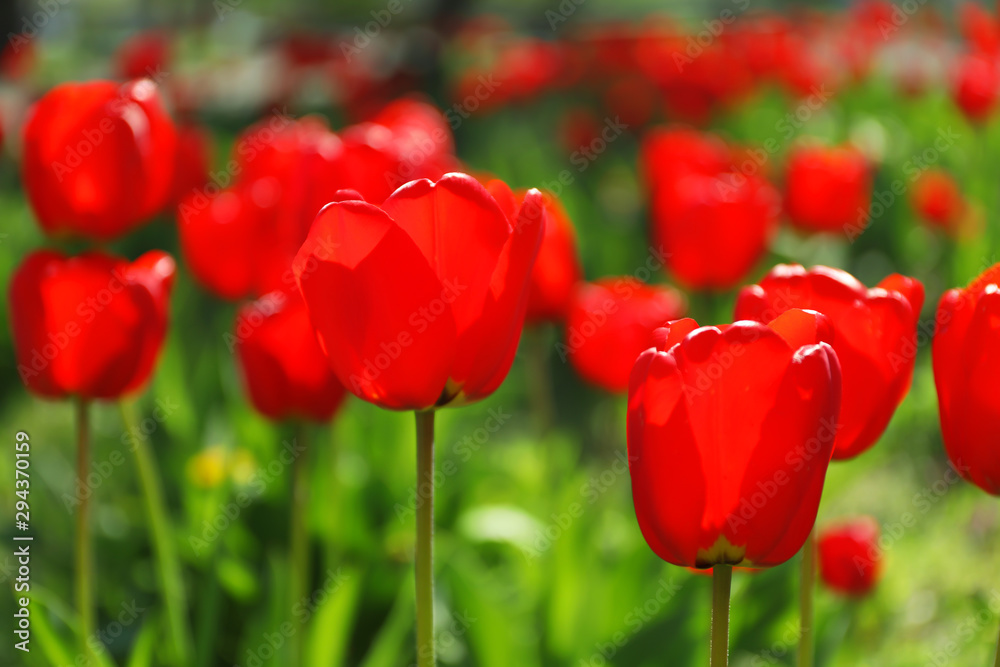 Blossoming tulips outdoors on sunny spring day Blossoming tulips outdoors on sunny spring day