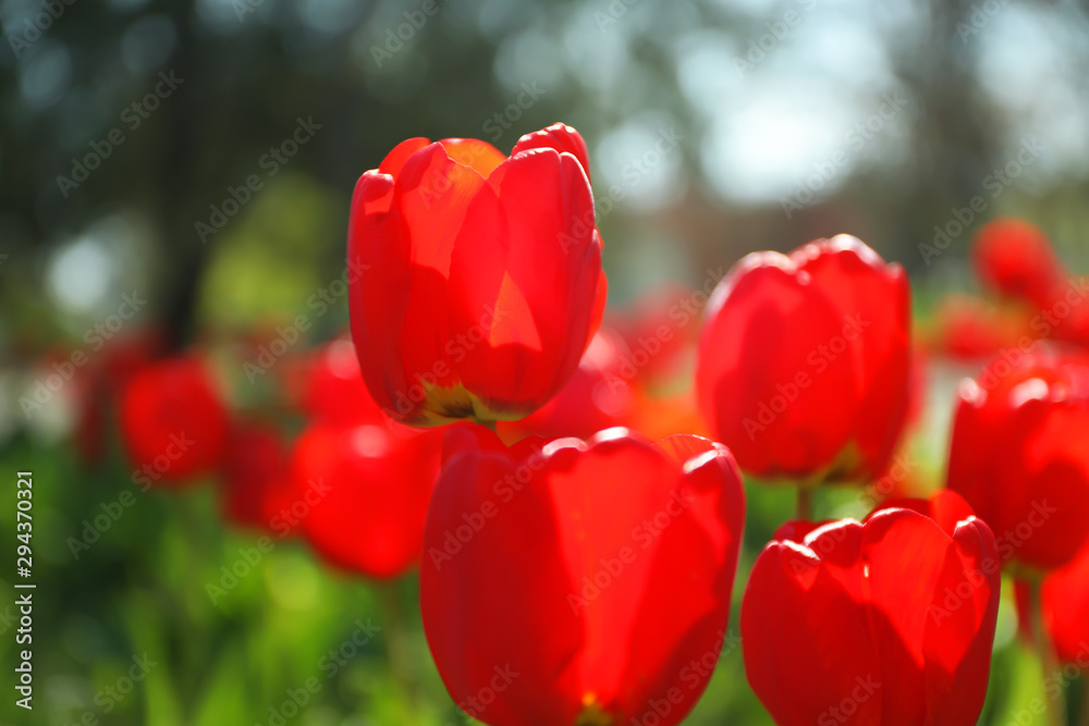 Fototapeta premium Blossoming tulips outdoors on sunny spring day