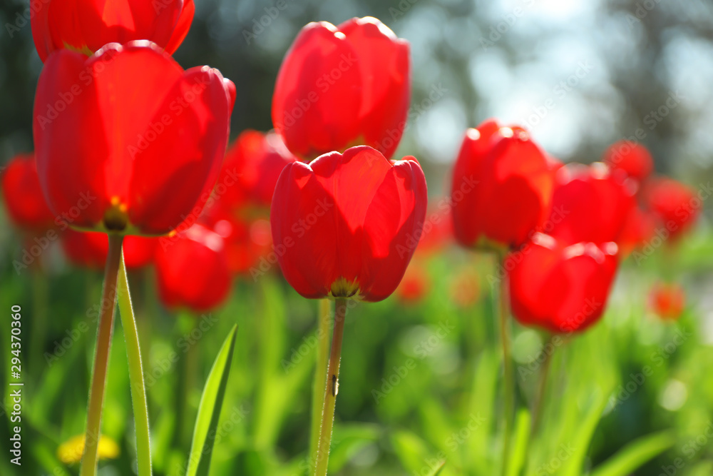 Blossoming tulips outdoors on sunny spring day