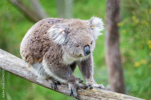 Fototapeta Naklejka Na Ścianę i Meble -  Koala on his tree in Australia. They spend around 20-22hours a day for sleeping.