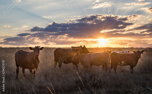 The herd of cow playing on grass in beautiful sunset. © tonyng