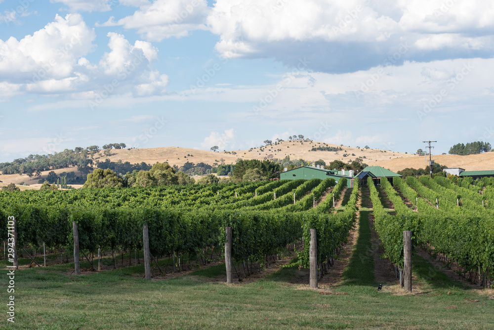 Beautiful vineyard in New South Wales.