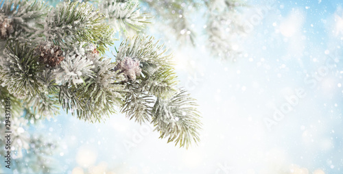 Christmas fir tree branches with pine cones on blurred blue .background. Christmas and Winter concept..