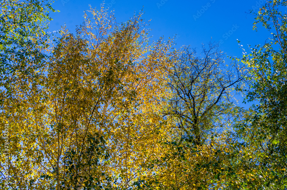 Autumn urban landscape on a Sunny day - yellow autumn trees in the Park, colorful red and orange leaves, and bright sky with clouds Autumn urban landscape on a Sunny day - yellow autumn trees in the Park, colorful red and orange leaves, and bright sky with clouds