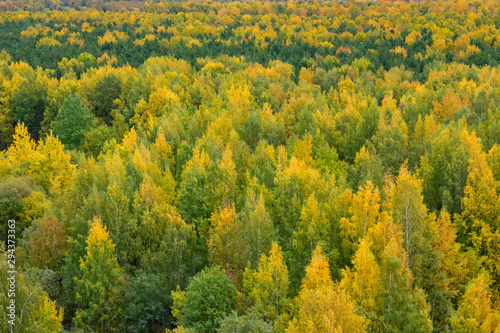 Autumn forest, top view. Background from trees with yellowing bright foliage. Seasonal changes in nature.