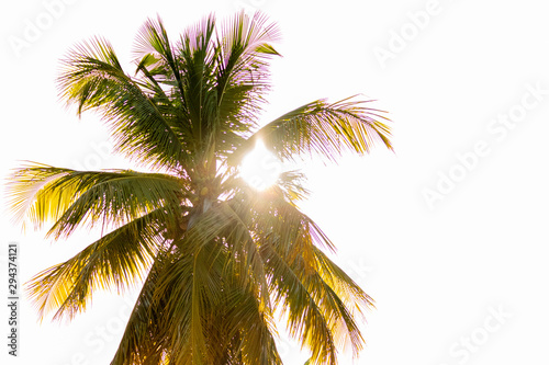 palm tree on background of blue sky © Guido