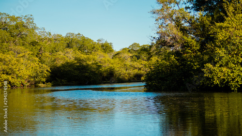 lake in forest