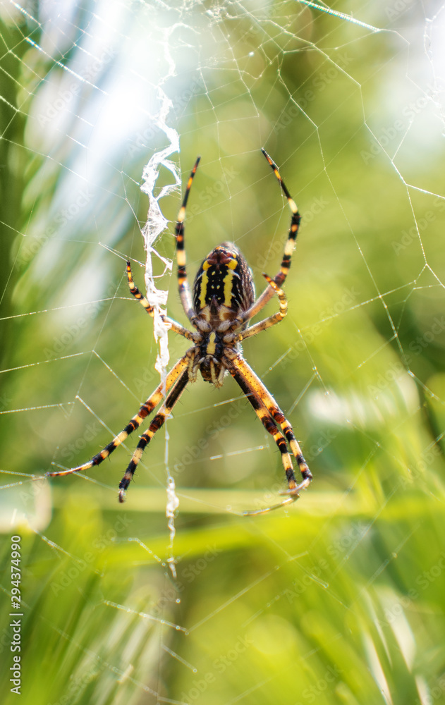 Yellow Wasp Spider Argiope bruennichi on cobweb on a green grass background Yellow Wasp Spider Argiope bruennichi on cobweb on a green grass background