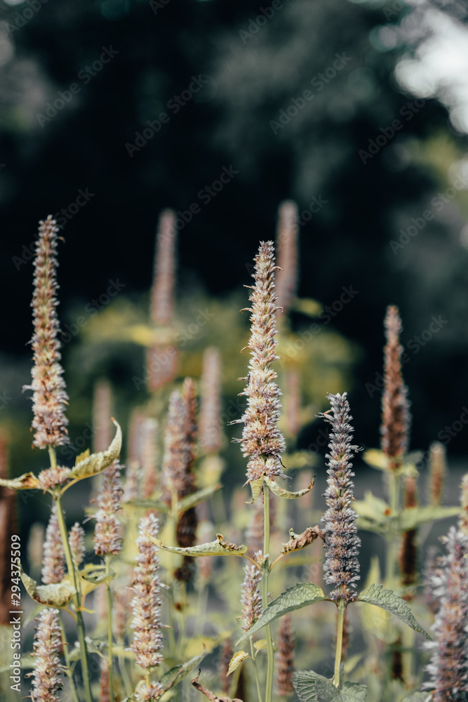 Fototapeta premium Plant