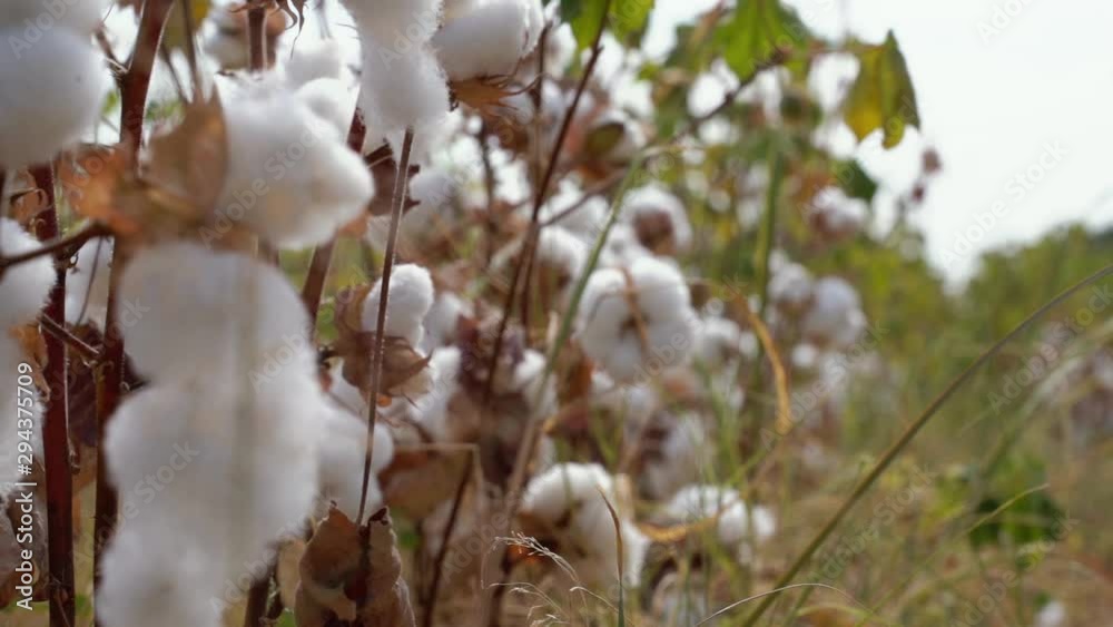 Cotton fields, pure white cotton ready to be harvested, against a blue sky background. Slow view Cotton fields, pure white cotton ready to be harvested, against a blue sky background. Slow view