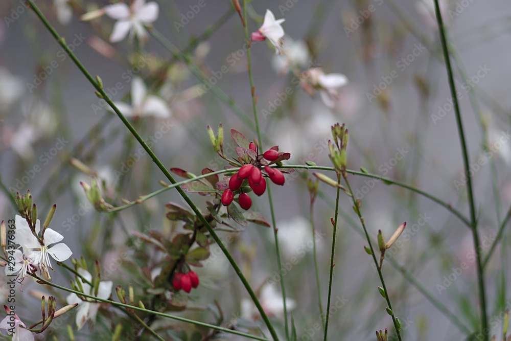 in the autumn flower bed