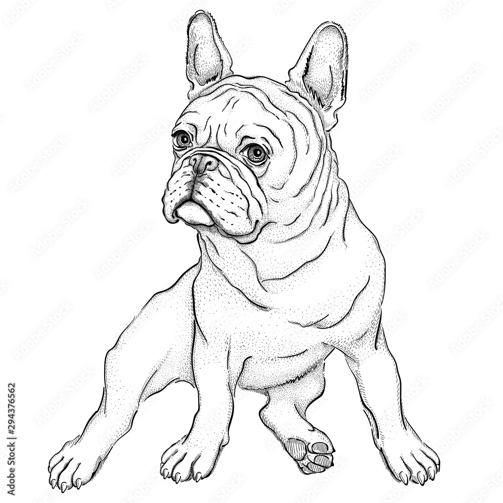 Bulldog sketch. Vector illustration of french bulldog. Drawn puppy