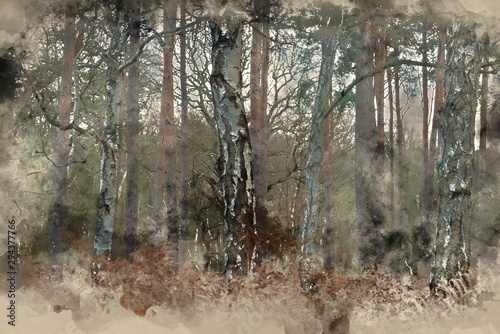 Digital watercolor painting of Beautiful Autumn Fall Winter forest woodland landscape fine art scene