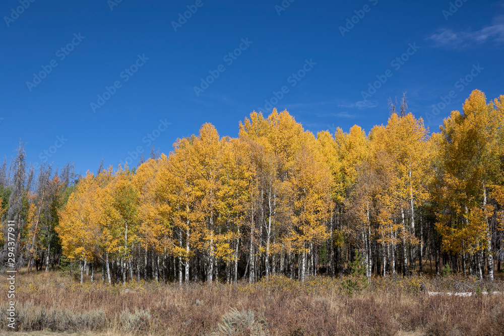 Beautiful Fall Foliage in Northern Colorado