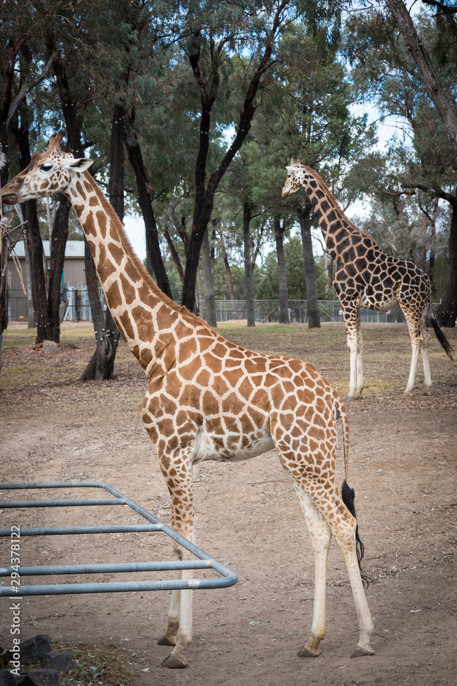 Obraz premium Giraffe eating.