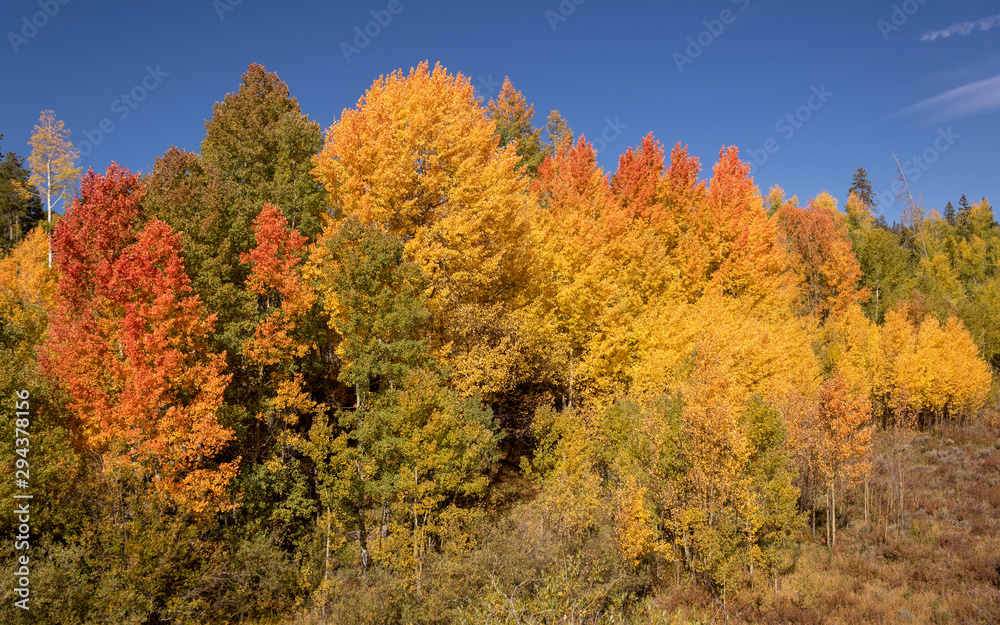 Beautiful Fall Foliage in Northern Colorado