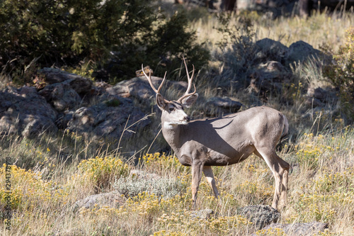 Mule Deer Buck in Rocky Mountain National part