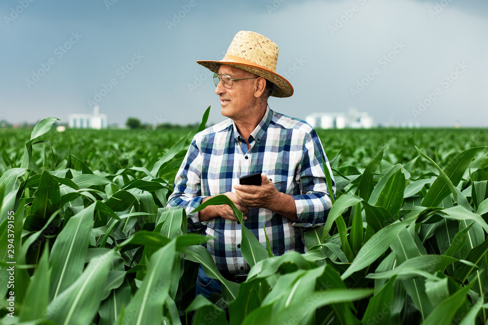 Portrait of senior farmer standing in corn field examining crop during rainy clouds.