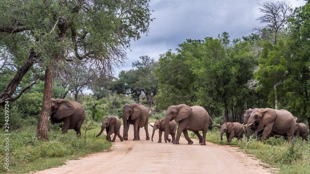 African bush elephant in Kruger National park, South Africa African bush elephant in Kruger National park, South Africa