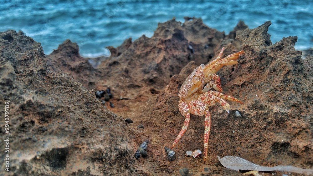 Crab The beach