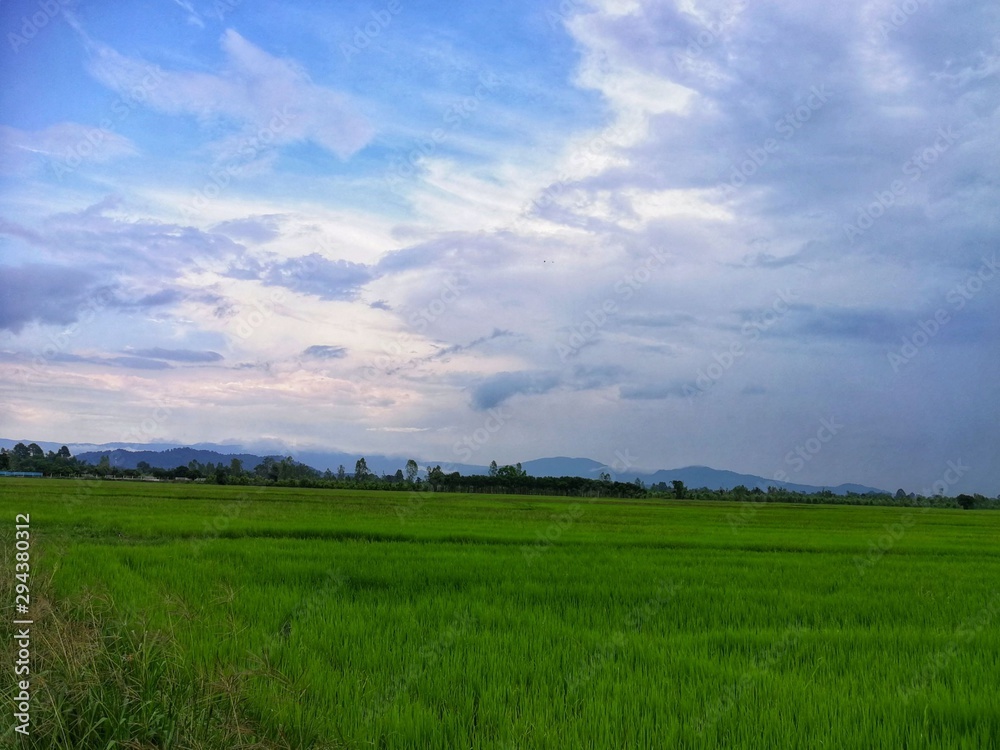 green rice field.Fresh green and beautiful cloud. green rice field.Fresh green and beautiful cloud.