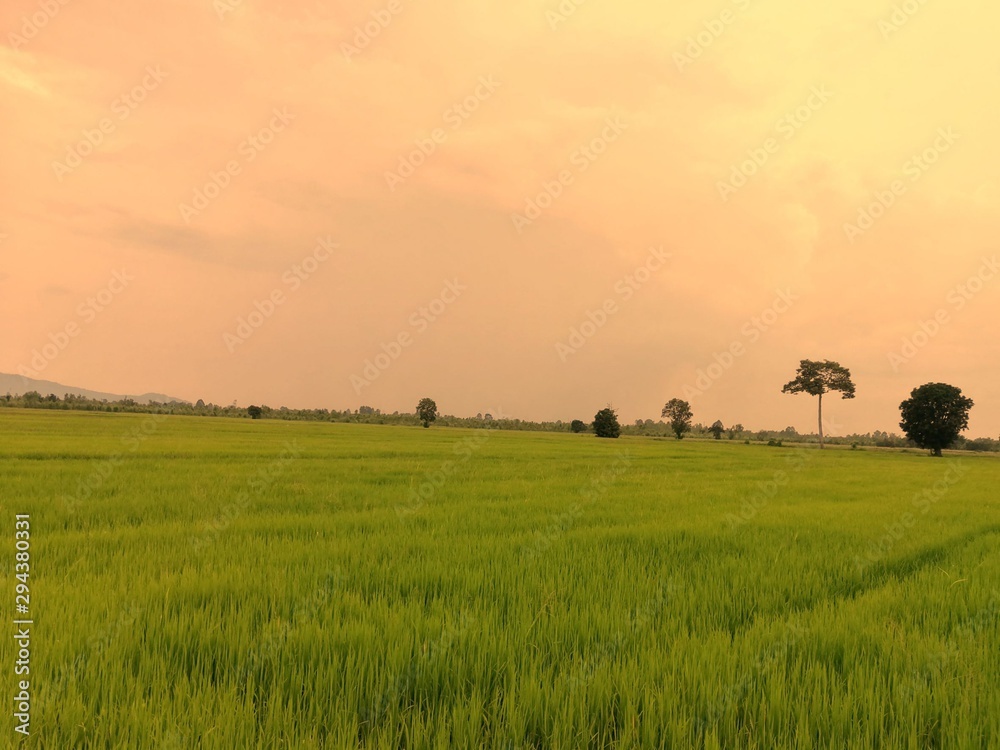 Rice fields with the Orange Sun is beautiful images. 