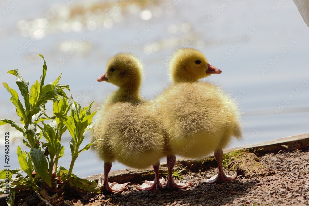 A pair of Canada/Emden Goose hybrid goslings standing side by side A pair of Canada/Emden Goose hybrid goslings standing side by side