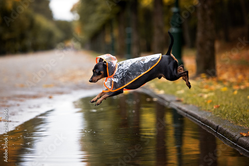 funny dog in a rain coat jumping over a puddle in autumn