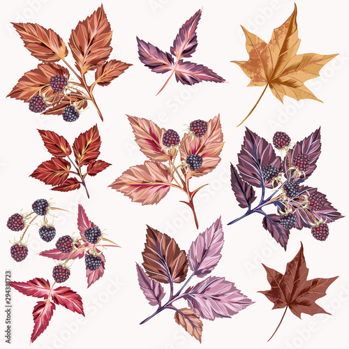 Autumn set of vector detailed leaves and berries