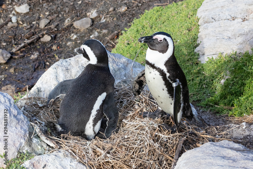 Fototapeta premium African Penguins (Spheniscus demersus) breeding pair at the nest, Stony Point Nature Reseve, Betty's Bay, South Africa