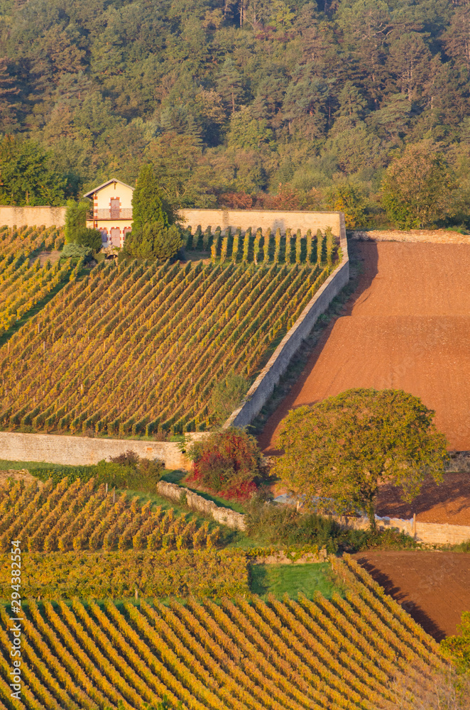 Des vignes automnales en Bourgogne. Des vignes en automne en Côte-d'Or. Les Rougeots à Meursault. Un vignoble automnal. Un vignoble prestigieux. Des maison bourgeoises dans les vignes.