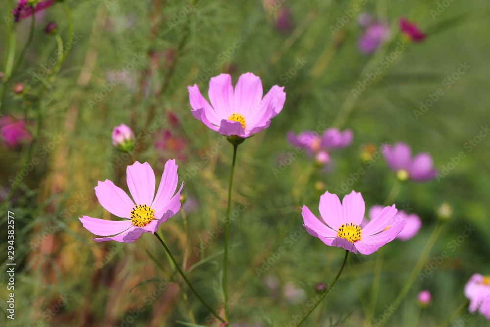 Cosmos flower in Okayama,Japan